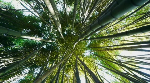 Under Canopy of Bamboo Forest Stock Footage 27810136