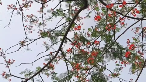Under the Canopy of Flamboyant Tree with Sky View Above Stock Footage 293342344