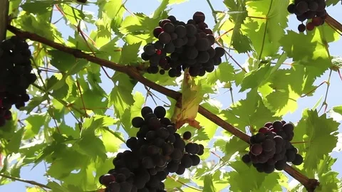 Under a canopy of grapes Video stock 72264488