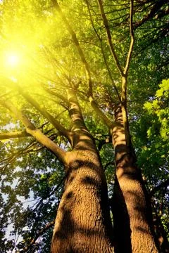 Under the canopy of maple Stock Photos