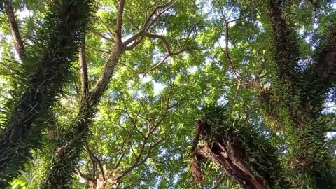 Under the canopy of tree leaves Stock Footage 324523566