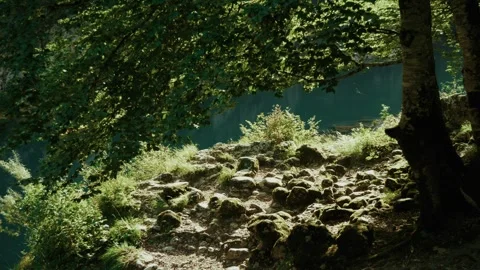 Under the canopy of trees on the bank of a mountain river or on the shore of a Stock Footage 327012178