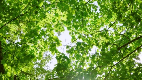 Under-canopy view of sunlit maple leaves with shifting backlight through layered Stock Footage 342930754