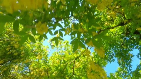 Under the Canopy of Yellow Laburnum Trees 4K UHD Video stock 223406847