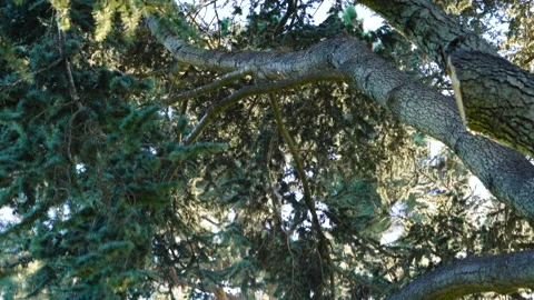 Under the Cedar Tree, close up video Stock Footage 148956818