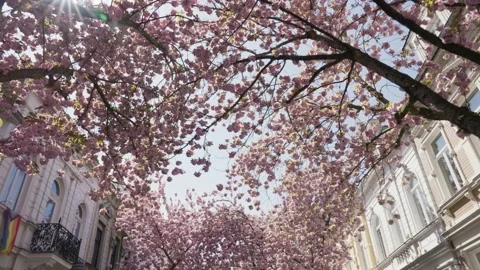 Under a cherry blossom tree in the middle of the city in Bonn, Germany Video stock 155614953
