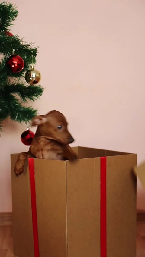 Under the Christmas tree there is a gift box with a puppy as a gift. Stock Footage 227377871