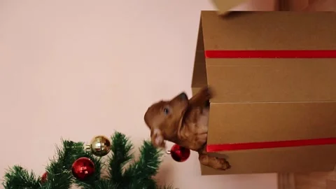 Under the Christmas tree there is a gift box with a puppy as a gift. Video stock 244933727