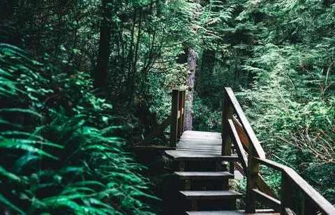 Under a clear sky, Serene Forest Pathway Lined with Lush Ferns and Trees Stock Photos