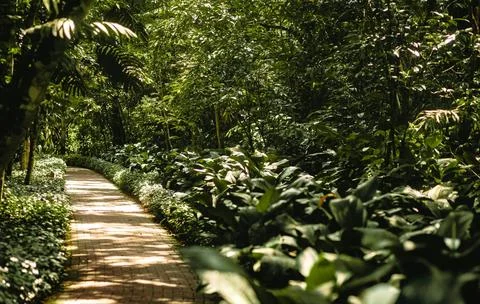 Under a clear sky, Serene Forest Pathway Lined with Lush Ferns and Trees Stock Photos