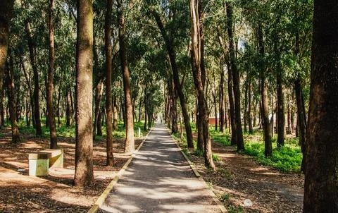 Under a clear sky, Serene Forest Pathway Lined with Lush Ferns and Trees Stock Photos
