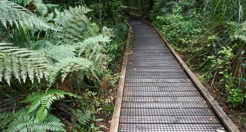 Under a clear sky, Serene Forest Pathway Lined with Lush Ferns and Trees Stock Photos