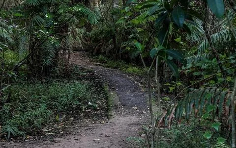 Under a clear sky, Serene Forest Pathway Lined with Lush Ferns and Trees Stock Photos