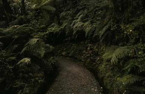 Under a clear sky, Serene Forest Pathway Lined with Lush Ferns and Trees Stock Photos