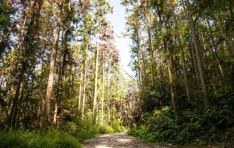Under a clear sky, Serene Forest Pathway Lined with Lush Ferns and Trees Stock Photos