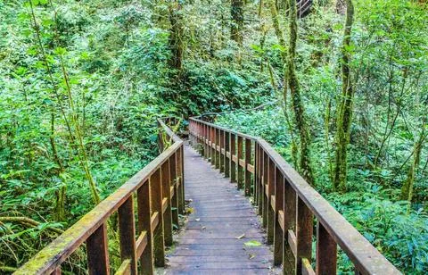 Under a clear sky, Serene Forest Pathway Lined with Lush Ferns and Trees Stock Photos