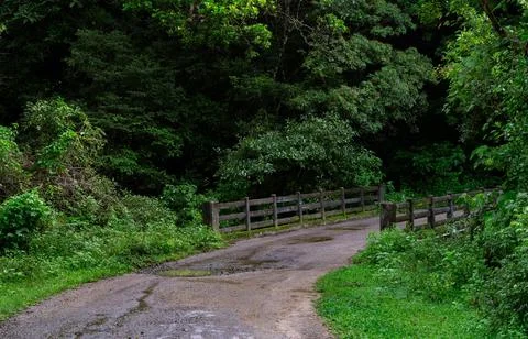 Under a clear sky, Serene Forest Pathway Lined with Lush Ferns and Trees Stock Photos