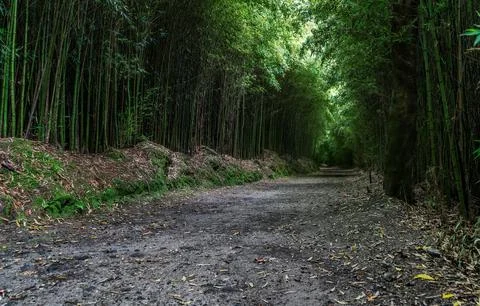 Under a clear sky, Serene Forest Pathway Lined with Lush Ferns and Trees Stock Photos