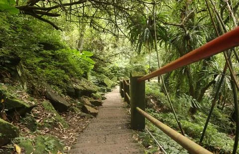 Under a clear sky, Serene Forest Pathway Lined with Lush Ferns and Trees Stock Photos