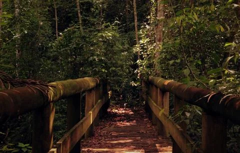 Under a clear sky, Serene Forest Pathway Lined with Lush Ferns and Trees Stock Photos