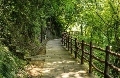 Under a clear sky, Serene Forest Pathway Lined with Lush Ferns and Trees Stock Photos