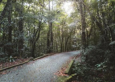 Under a clear sky, Serene Forest Pathway Lined with Lush Ferns and Trees Stock Photos
