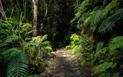 Under a clear sky, Serene Forest Pathway Lined with Lush Ferns and Trees Stock Photos