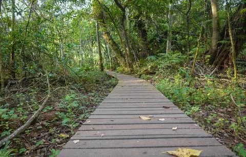 Under a clear sky, Serene Forest Pathway Lined with Lush Ferns and Trees Stock Photos