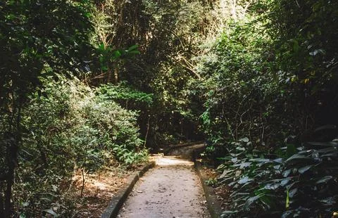 Under a clear sky, Serene Forest Pathway Lined with Lush Ferns and Trees Stock Photos