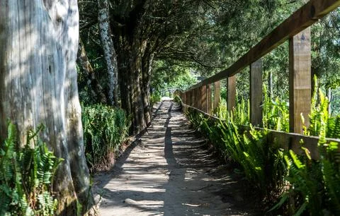 Under a clear sky, Serene Forest Pathway Lined with Lush Ferns and Trees Stock Photos