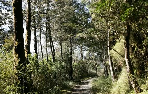 Under a clear sky, Serene Forest Pathway Lined with Lush Ferns and Trees Stock Photos