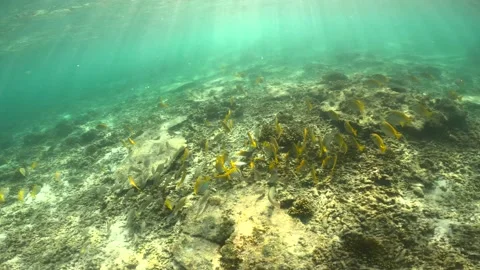 Under the clear water at the island Stock Footage 201992235