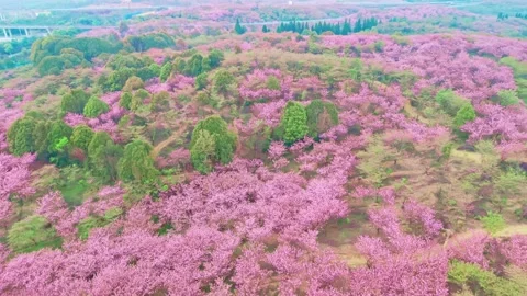 Under the clouds, the cherry blossoms are covered with pink carpets. Stock Footage 311750384