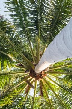 Under coconut tree Stock Photos