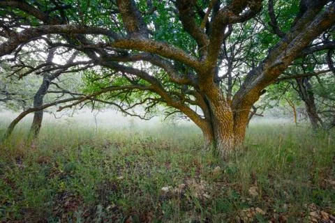 Under crown of large single lonely tree in a nature reserve against  backgrou Foto stock
