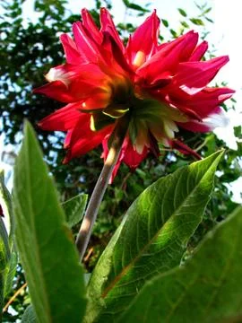 Under the dahlia Stock Photos