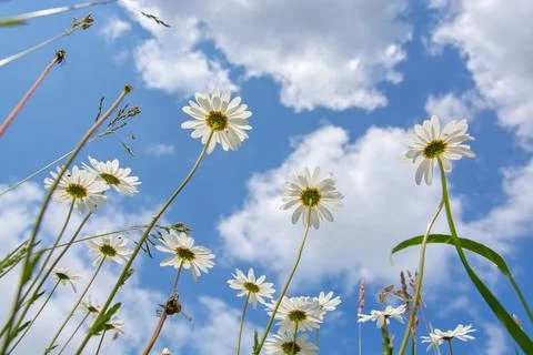 Under the daisies Stock Photos