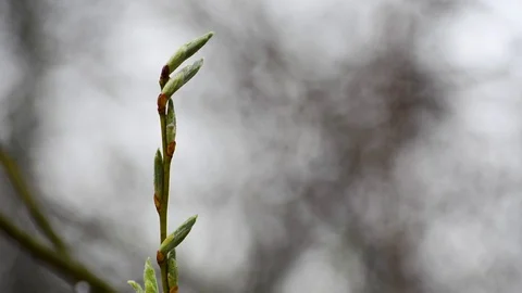 Under the drops of spring rain trees with green buds Video stock 89154890