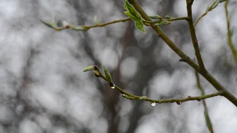 Under the drops of spring rain trees with green buds Stock Footage 89154908