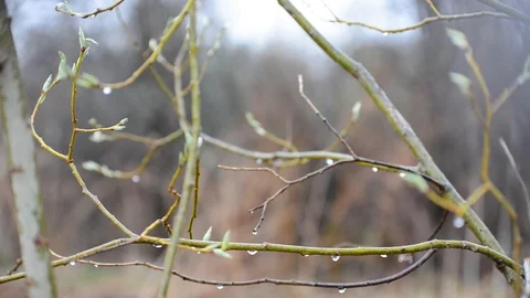 Under the drops of spring rain trees with green buds Stock Footage 89155221