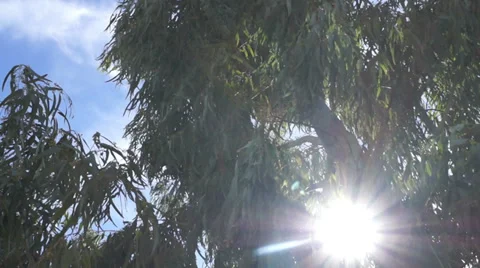 Under The Eucalyptus Vidéo 32549745