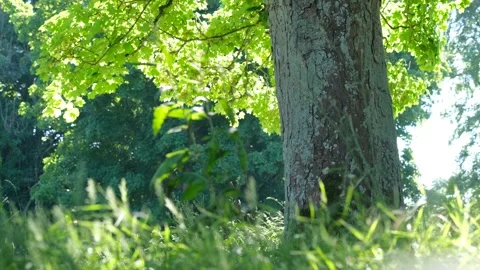 Under the fairy tree Stock Footage 294546332