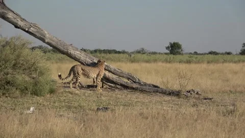 Under a fallen tree; the two males look from opposite sides — Part 8 Stock Footage 320845534