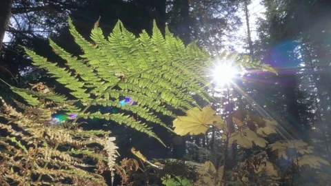 Under Fern Deep Forest Sun Dazzle Autumn Slide HD Stock Footage