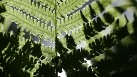 Under fern Video stock 76326328