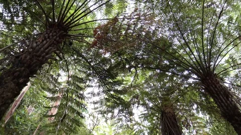 Under the Fern Tree 4k Stock Footage 146500504