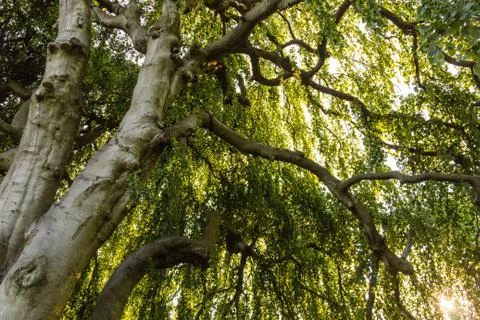 Under the foliage of a tree 2 Stock Photos