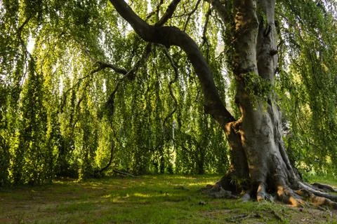 Under the foliage of a tree-3 Stock Photos