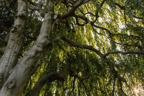 Under the foliage of a tree Stock Photos