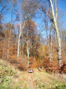 Under the forest Foto stock